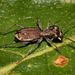 Ant-like Tiger Beetle - Photo (c) Gordon C. Snelling, some rights reserved (CC BY), uploaded by Gordon C. Snelling