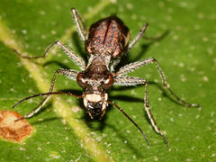 Parvindela cursitans