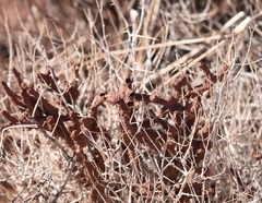 Reticulitermes tibialis