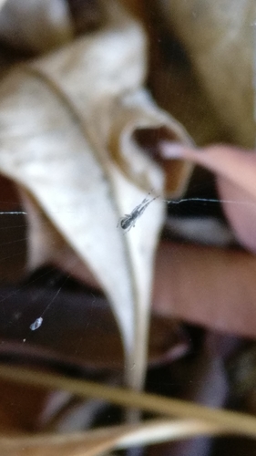 photo of (Uloborus diversus)