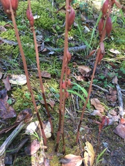 Corallorhiza striata