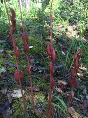 Corallorhiza striata
