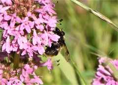 Volucella bombylans