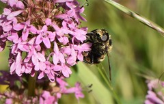 Volucella bombylans
