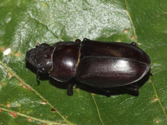 Lucanus elaphus