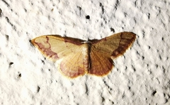 Idaea ostrinaria