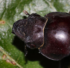 Lucanus elaphus