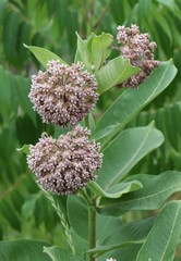 Asclepias syriaca