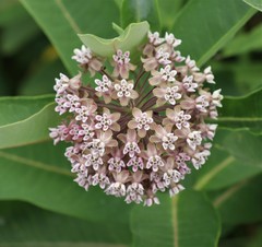 Asclepias syriaca