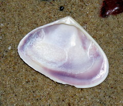 Latona deltoides