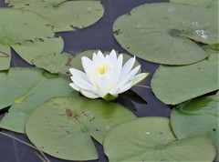 Nymphaea odorata