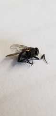 Calliphora vicina