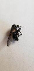 Calliphora vicina