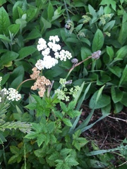 Filipendula ulmaria