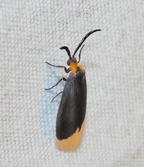 Acoloithus falsarius