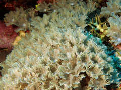 Clavularia
