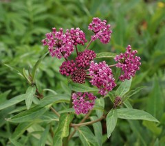 Asclepias incarnata