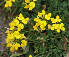 Lotus corniculatus