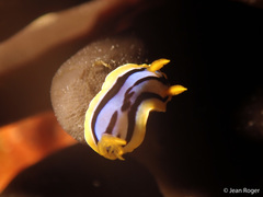 Chromodoris elisabethina