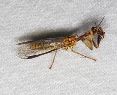 Spaminta minjerribae