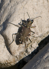 Cicindela ancocisconensis