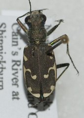 Cicindela ancocisconensis