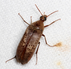 Ripiphoridae