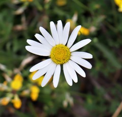 Leucanthemum vulgare