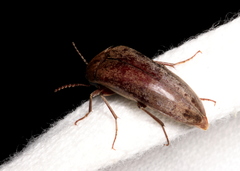 Ripiphoridae