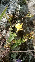 Hypericum connatum