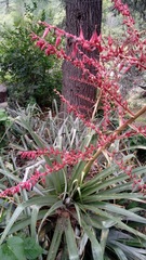 Puya spathacea