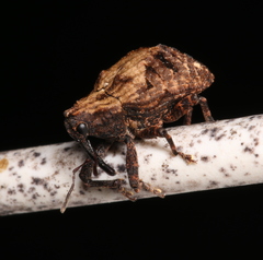 Blepiarda undulata