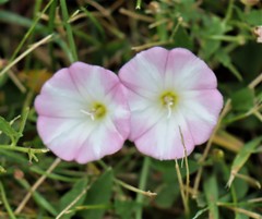 Convolvulus arvensis