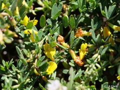 Acmispon glaber glaber