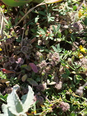 Chorizanthe cuspidata