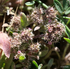 Chorizanthe cuspidata