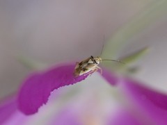 Lygus shulli