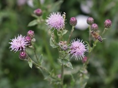 Cirsium arvense