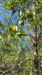 Smilax smallii