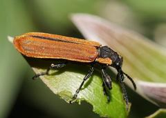 Rhinotia haemoptera