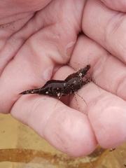 Leander tenuicornis