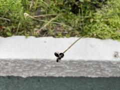 Zephyranthes citrina