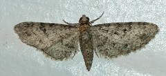 Eupithecia jejunata