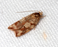 Syringoseca mimica