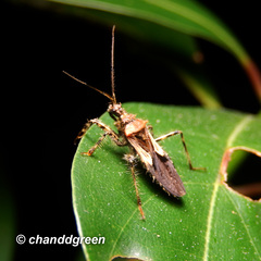 Acanthaspis westermanni