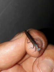 Perlamantis alliberti