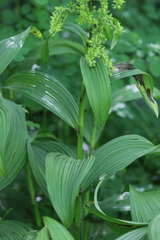Veratrum viride viride