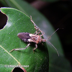 Acanthaspis westermanni