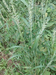 Elymus hystrix