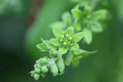 Veratrum viride viride